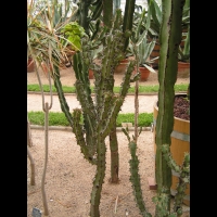 Euphorbe - Euphorbia Caerulescens (fam Euphorbiacees) (Afrique du sud) (01)